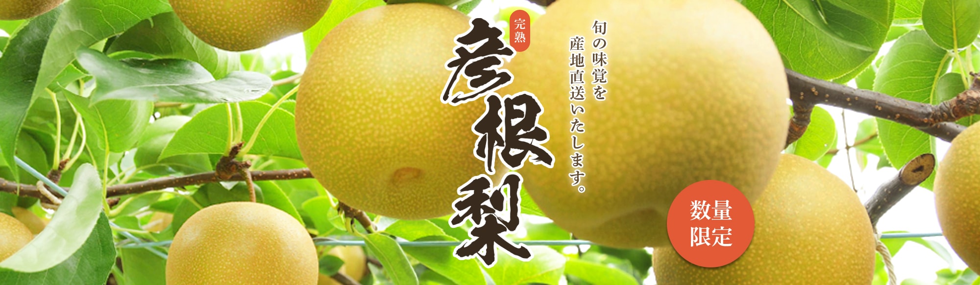 彦根梨